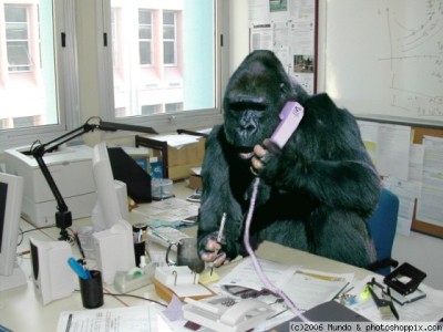 gorilla-office.jpg