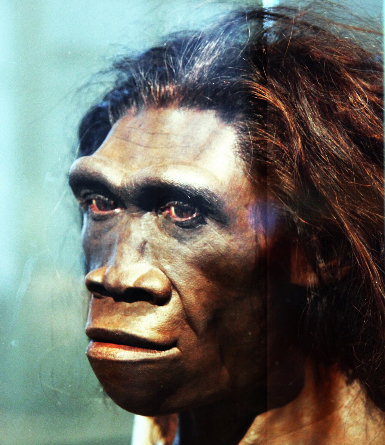 1280px-Homo.erectus.adult.female.smithsonian.timevanson.flickr.jpg
