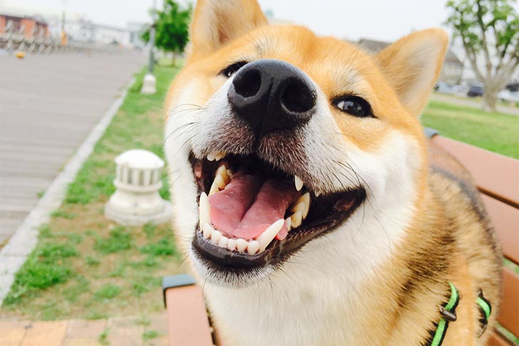 shiba-inu-funny-close-up-portrait.jpg