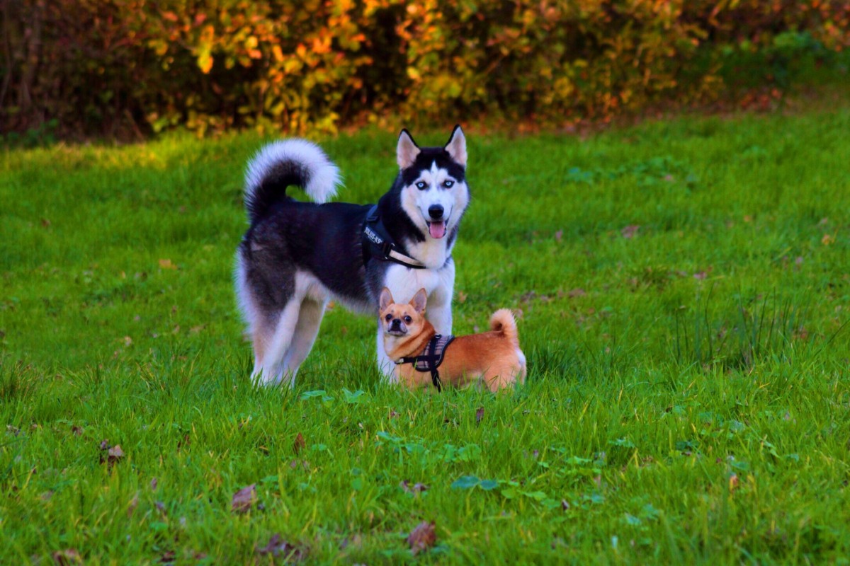 husky_chihuahua_dog_outside_grass_autumn_animal_pet-1089144.jpg!d