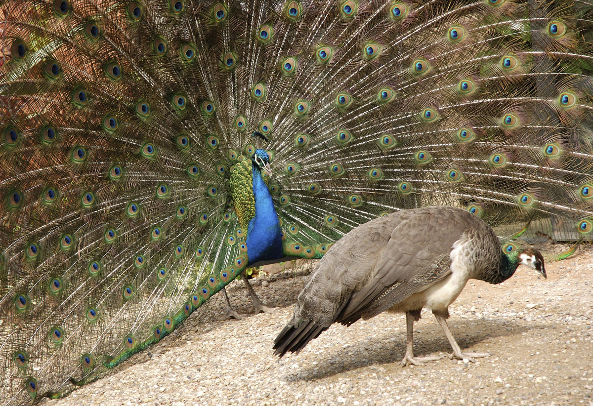 1200-123612513-peacock-and-peahen.jpg