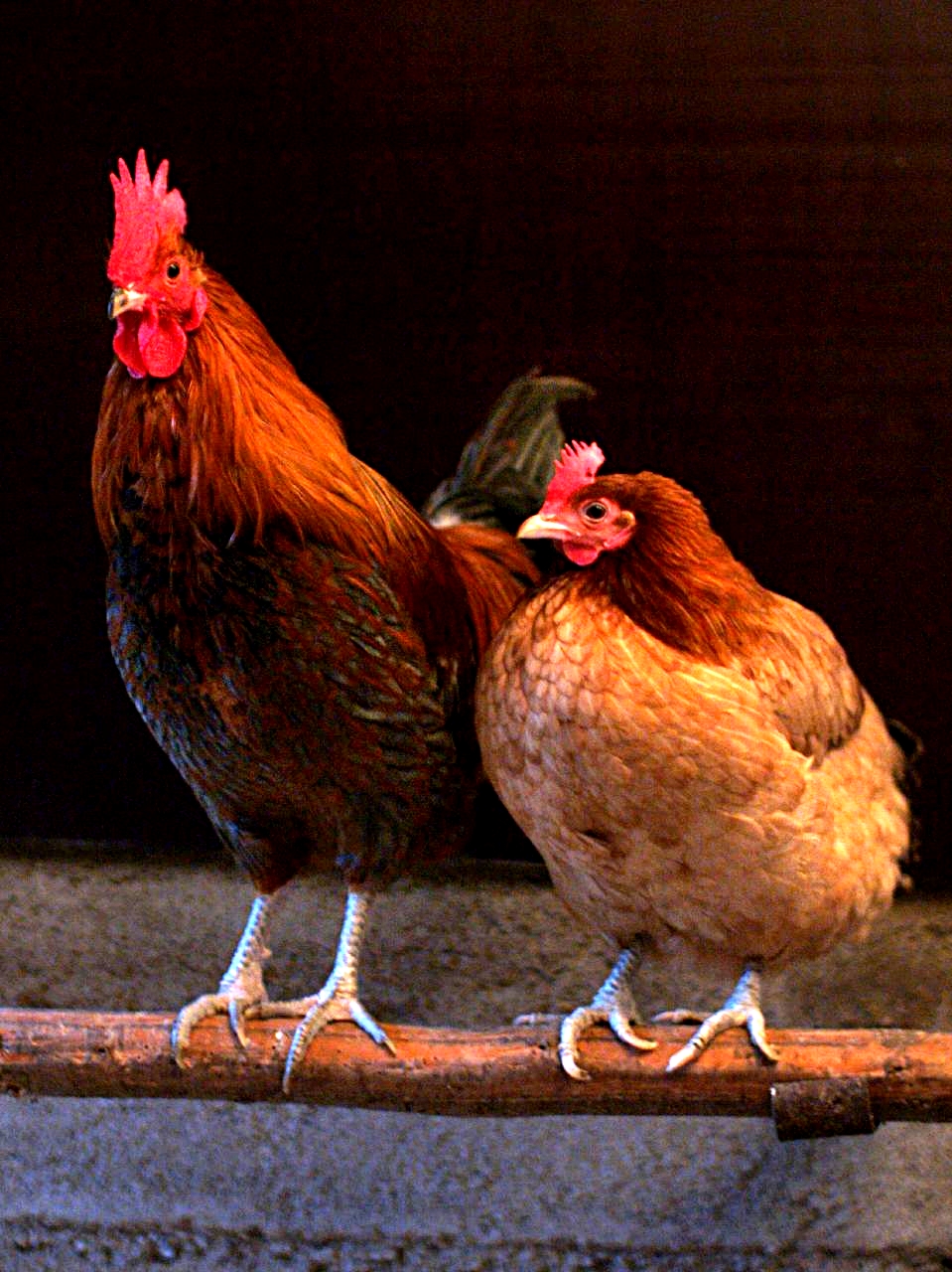 Male_and_female_chicken_sitting_together.jpg