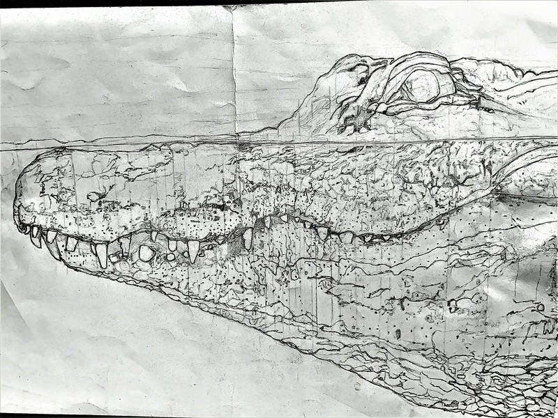 53676452565_02e4237eb7_c.jpg