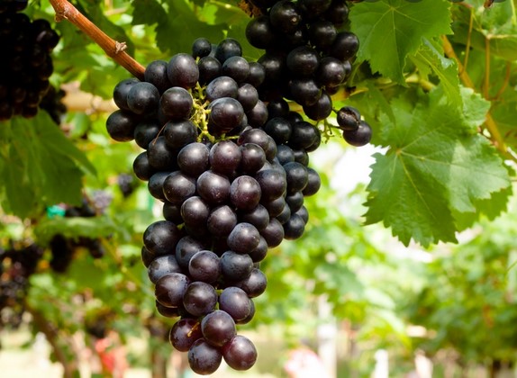 Grapes-Bunch.jpg