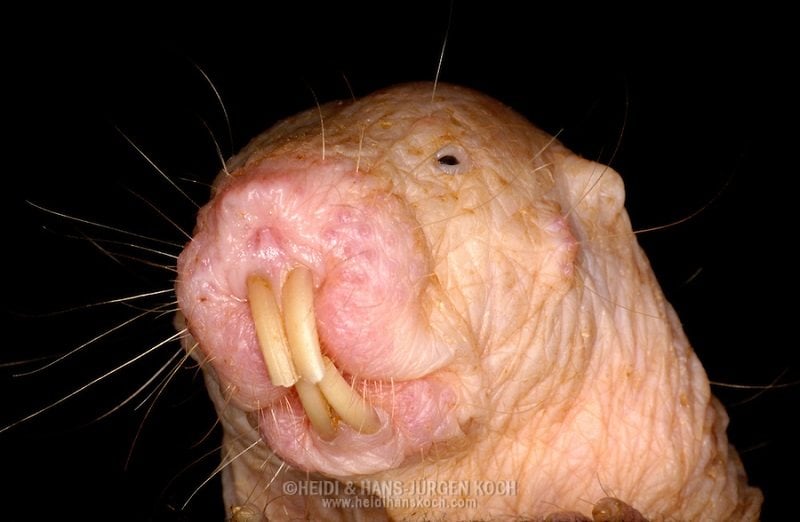 ugliest-animals-naked-mole-rat-close-up.jpg