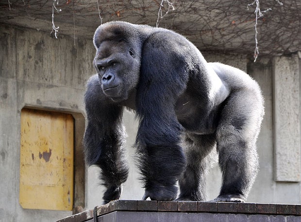 Giant male gorilla Shabani, weighing around 180kg, at the Higashiyama Zoo in Nagoya in Aichi prefecture, central Japan