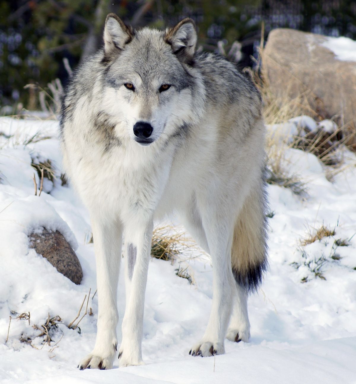 1200px-Canis_lupus_occidentalis.jpg