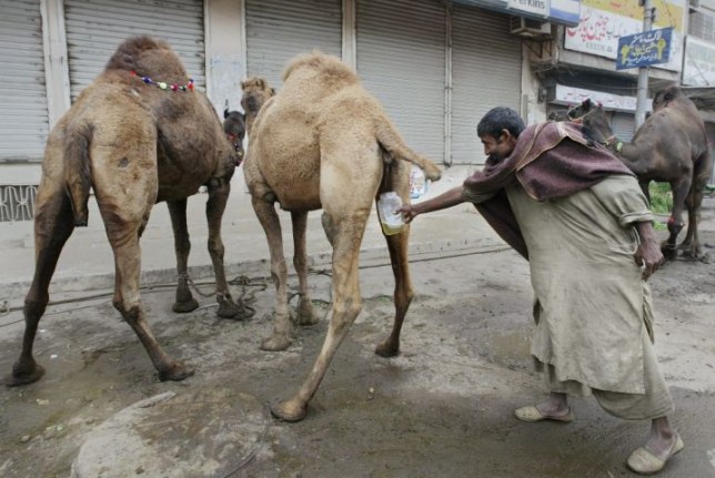 camel-urine.jpg