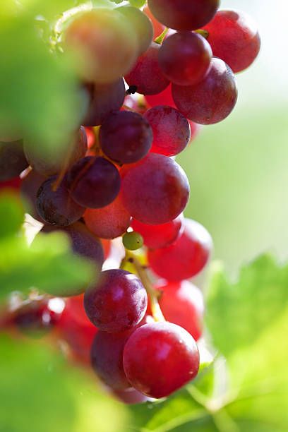 fresh grape - red grape stock pictures, royalty-free photos & images