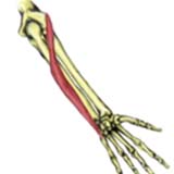 extensor-carpi-ulnaris500.jpg