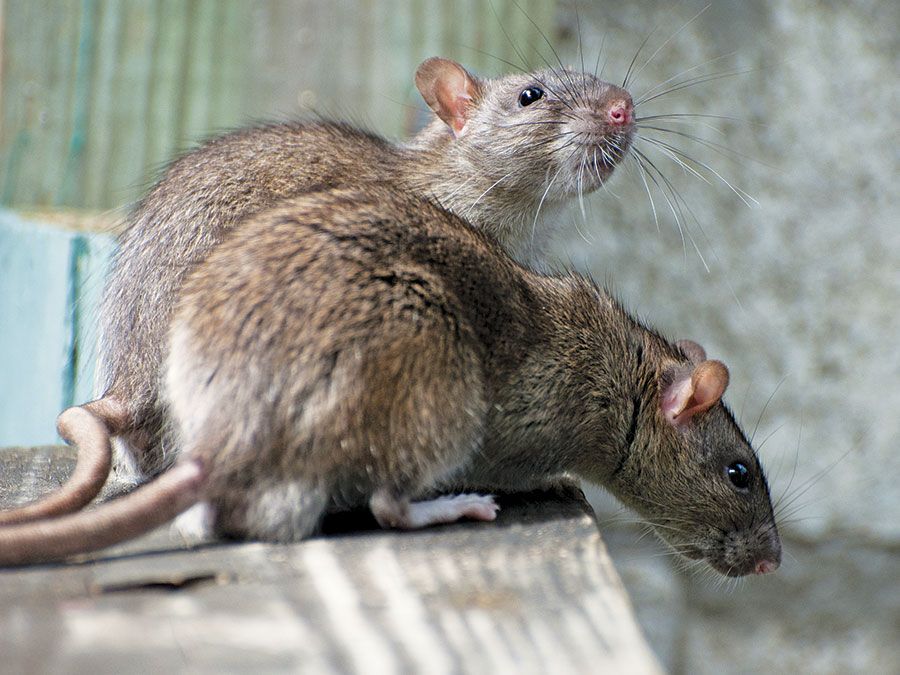 rats-wood-surface.jpg