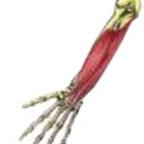 flexor-digitorum-superficialis500.jpg