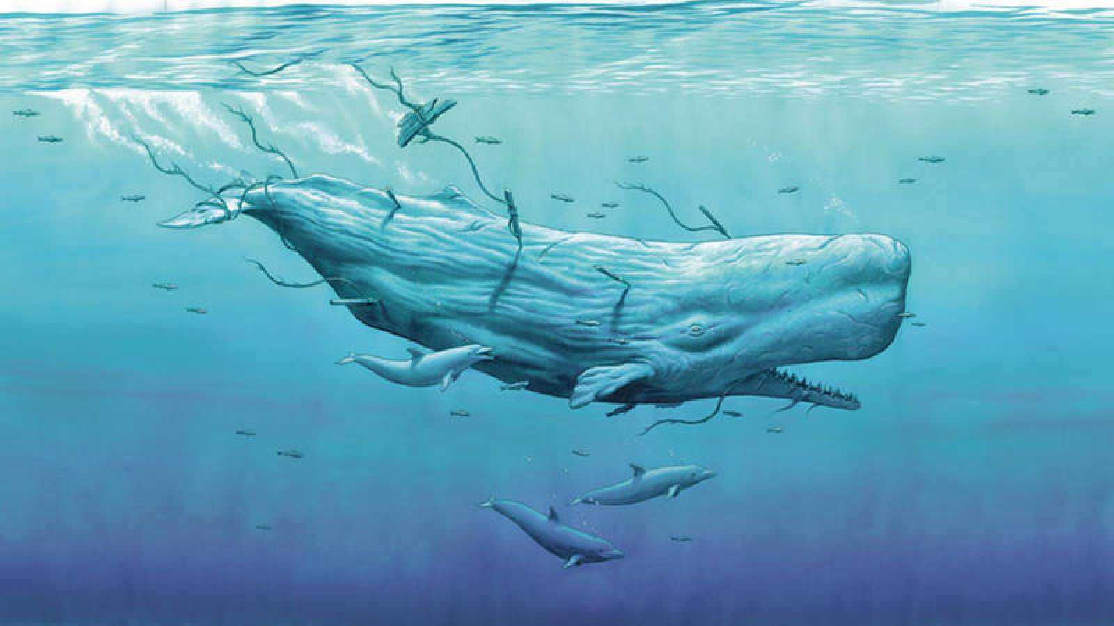 ballena2.jpeg