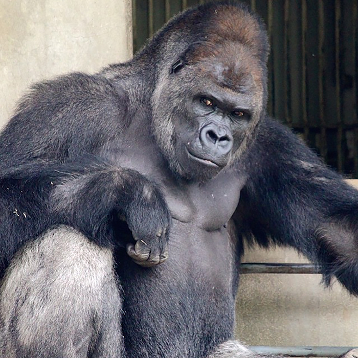 handsome-gorilla-shabani-5a43a3c42f180__700.jpg