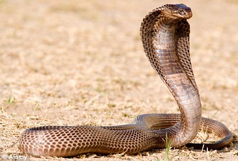 https://isiopolis.files.wordpress.com/2014/08/egyptian-cobra.jpg