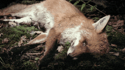 Decomposing Fox: gifs