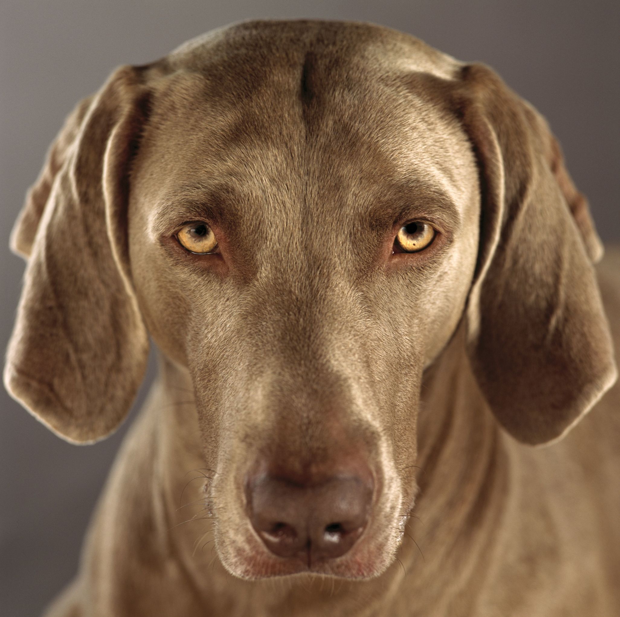 weimaraner293093p.jpg