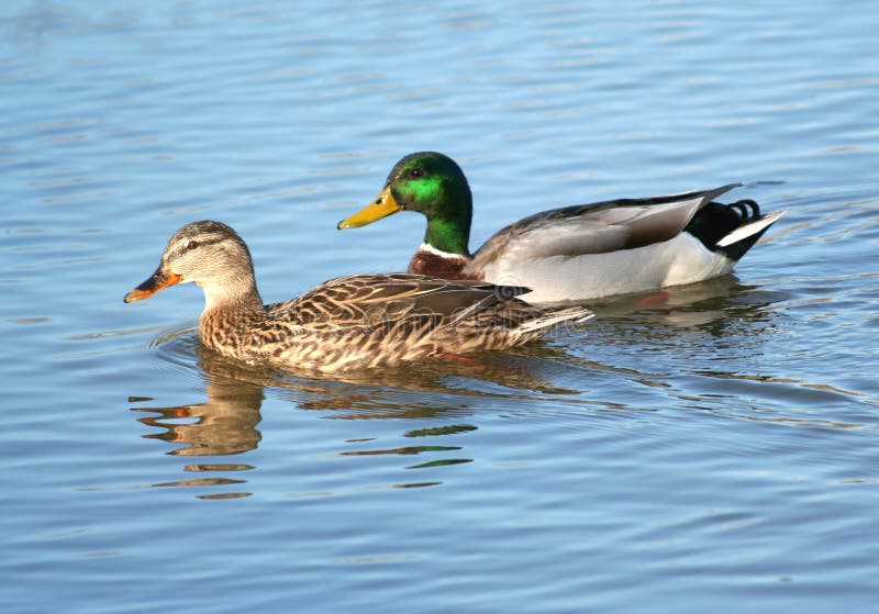 mallard-duck-couple-water-indiana-39694965.jpg