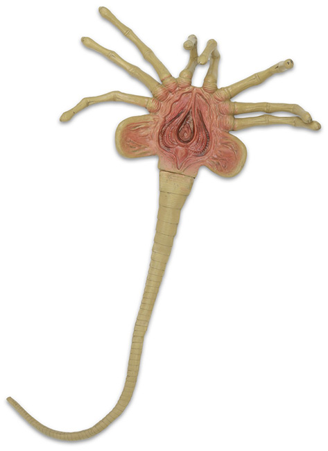 650h-Facehugger1.jpg