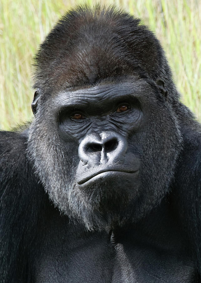 silverback-gorilla-17-ernie-echols.jpg