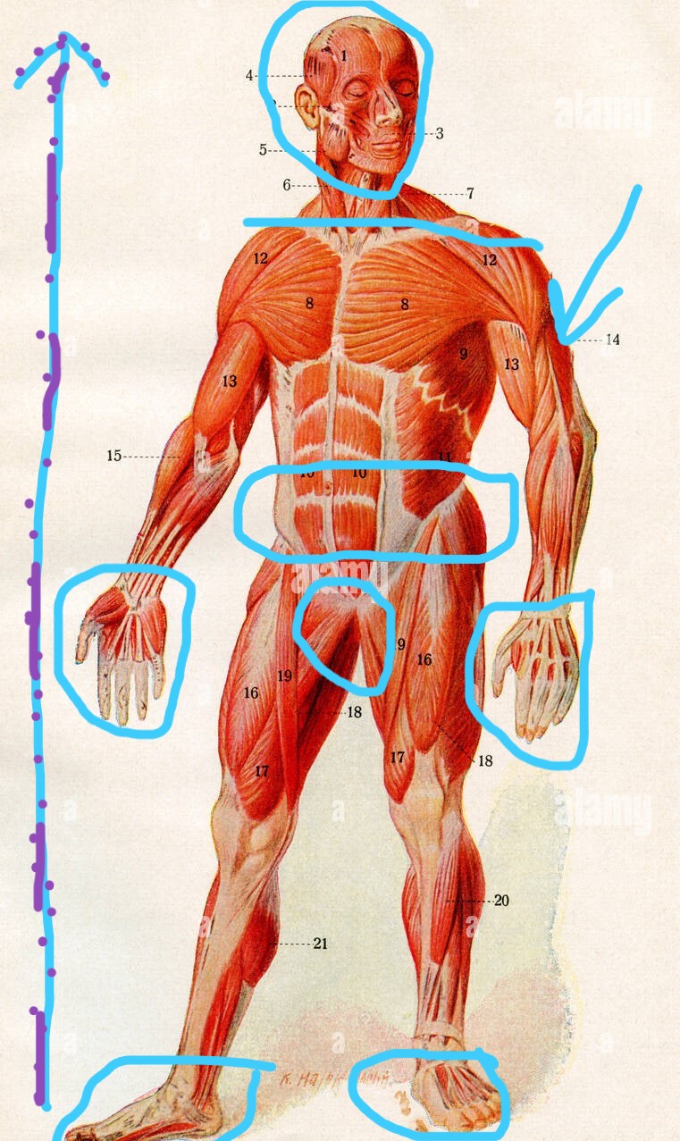 Musculature of human body FXEF12