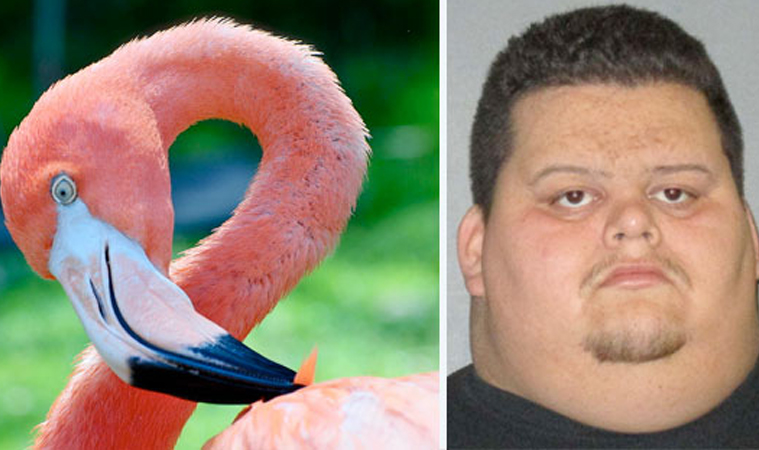 pink-flamingo.jpg