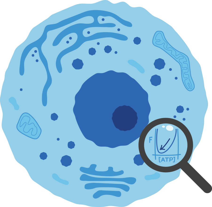 https://www.physicallensonthecell.org/sites/default/files/cell.png