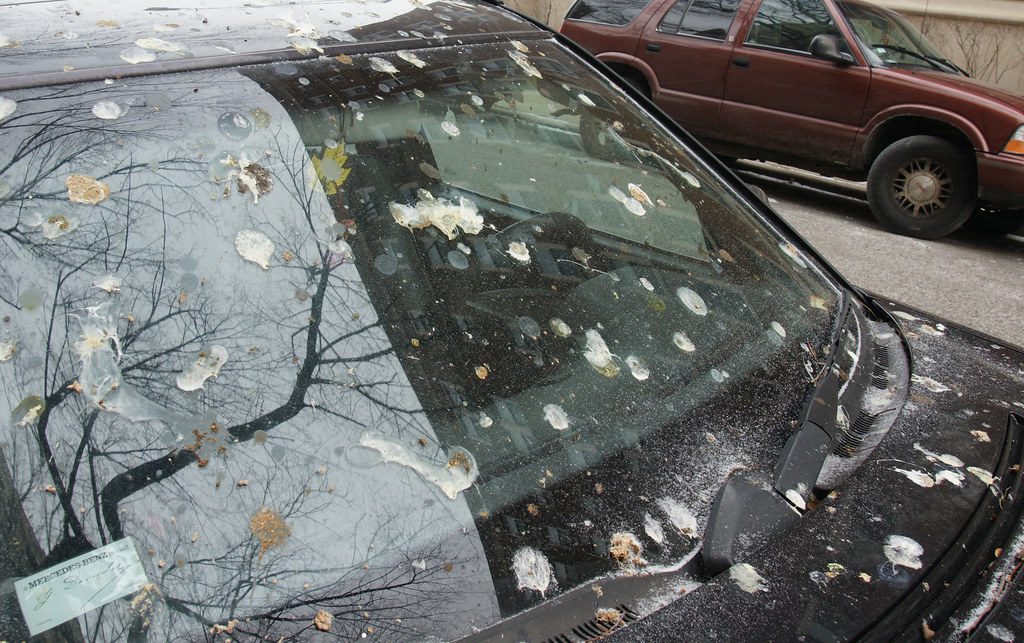 How to Remove Bird Poop from Your Car's Surface