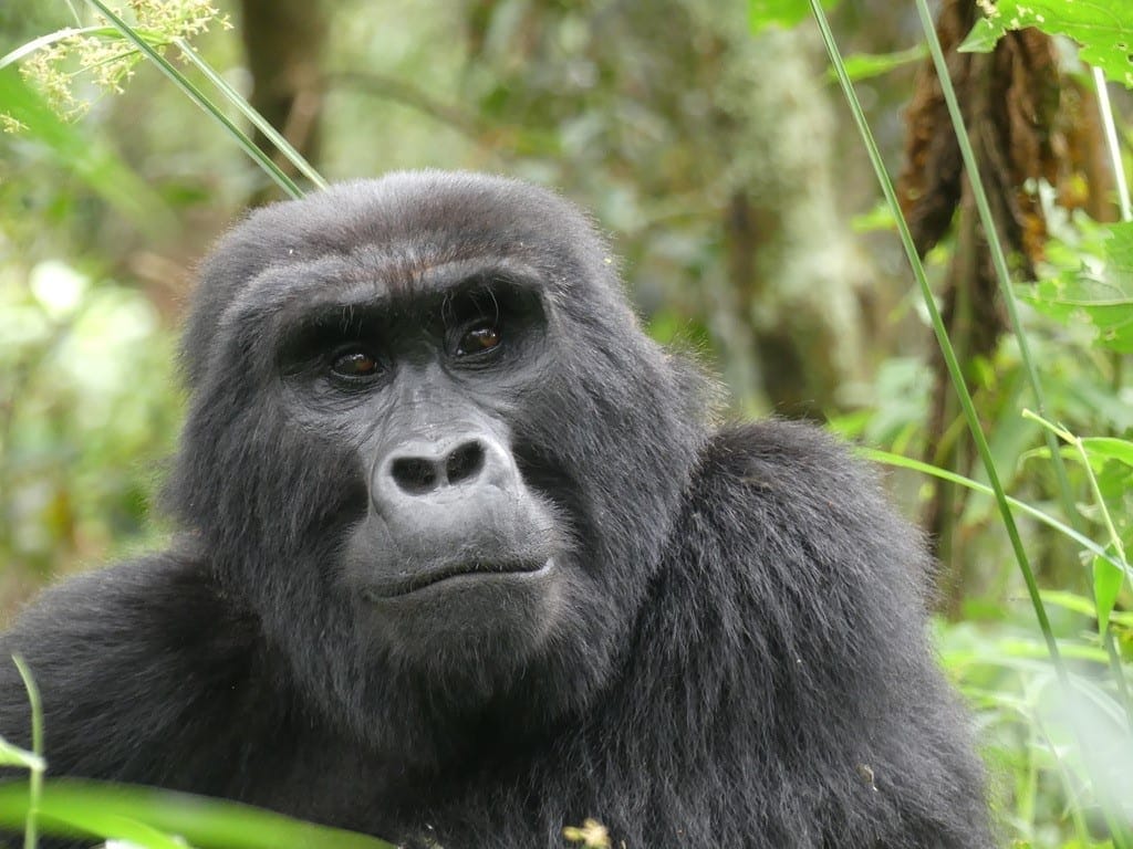 Adult-female-mountain-gorilla1.jpg