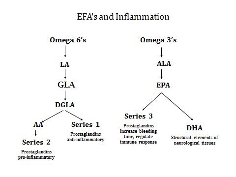 Zimmerman-Aritcle-EFA2.jpg