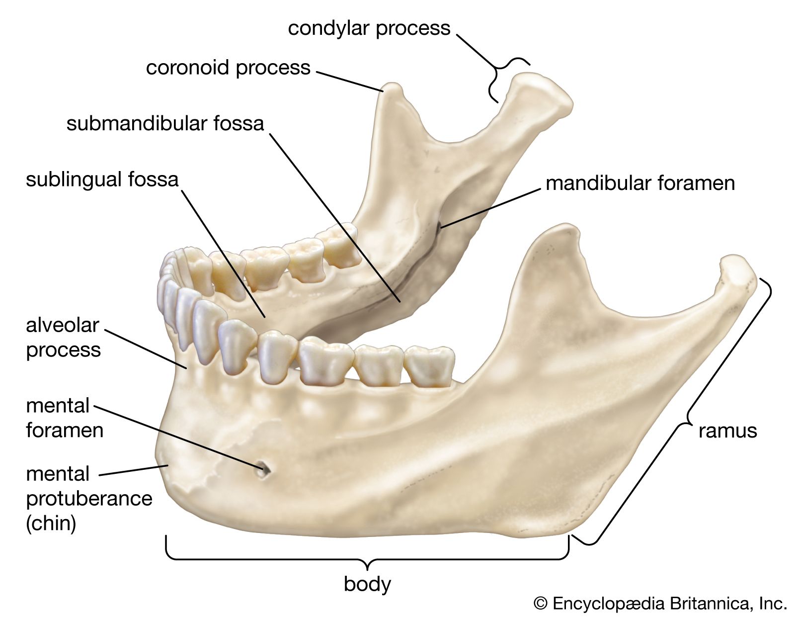 mandible.jpg