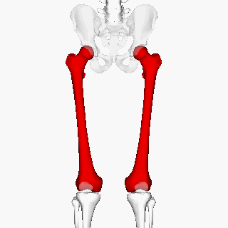 File:Femur - animation9.gif