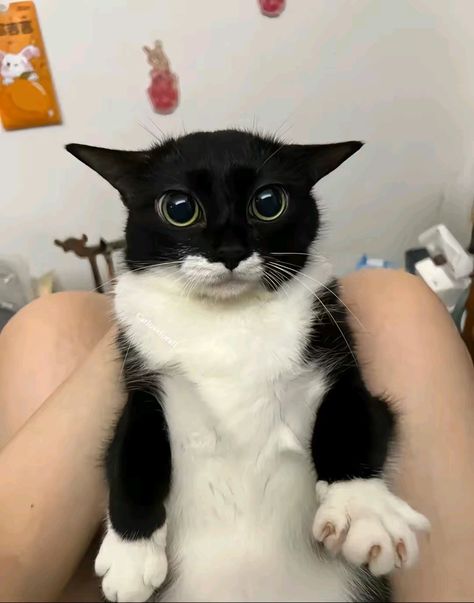 This may contain: a black and white cat sitting on top of someone's arm in a room