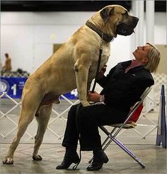 13 English Bull Mastiff ideas | mastiffs, bull mastiff, english mastiff