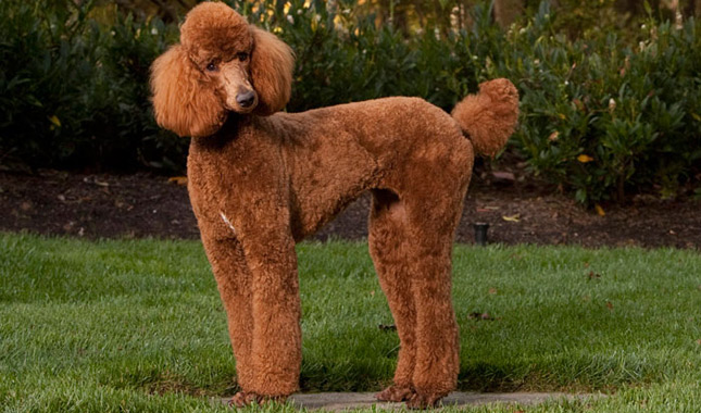 poodle-ap-1j99ae-645-x-380.jpg