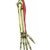 extensor-carpi-radialis-longus500.jpg
