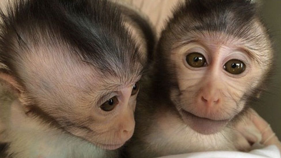 _87960473_monkey1.jpg