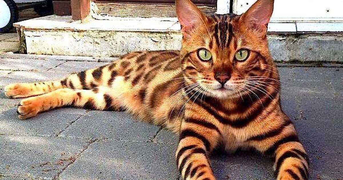 Resultado de imagen de bengal cat