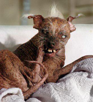 worlds-ugliest-dog.jpg