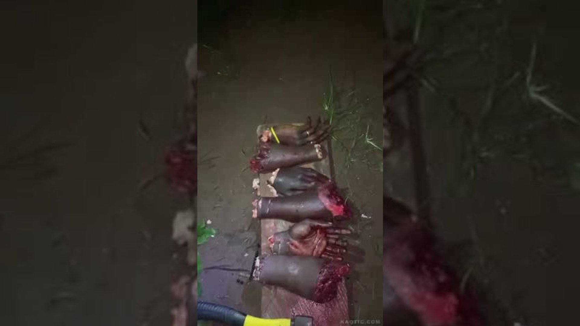 bestgore.fun
