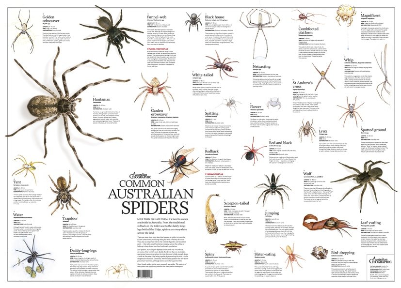 2010_SpiderPoster_small.jpg