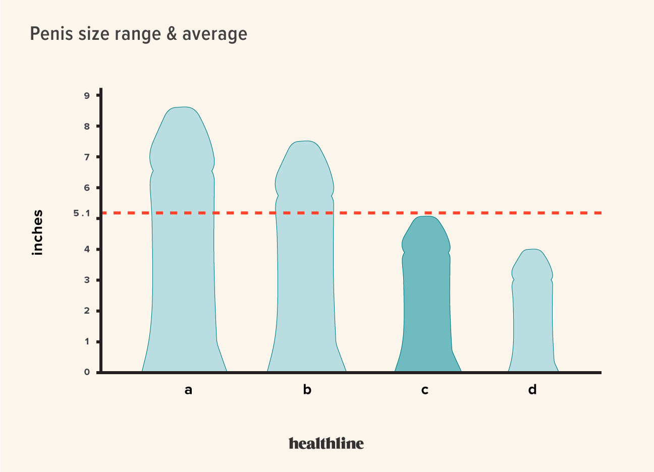 1801734-Average-Penis-Size.png