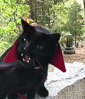 1dc7b41c6fec7b906224ac2f1e5e6d91.gif
