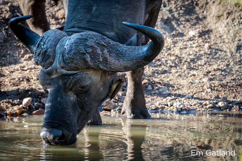 www.sunsafaris.com