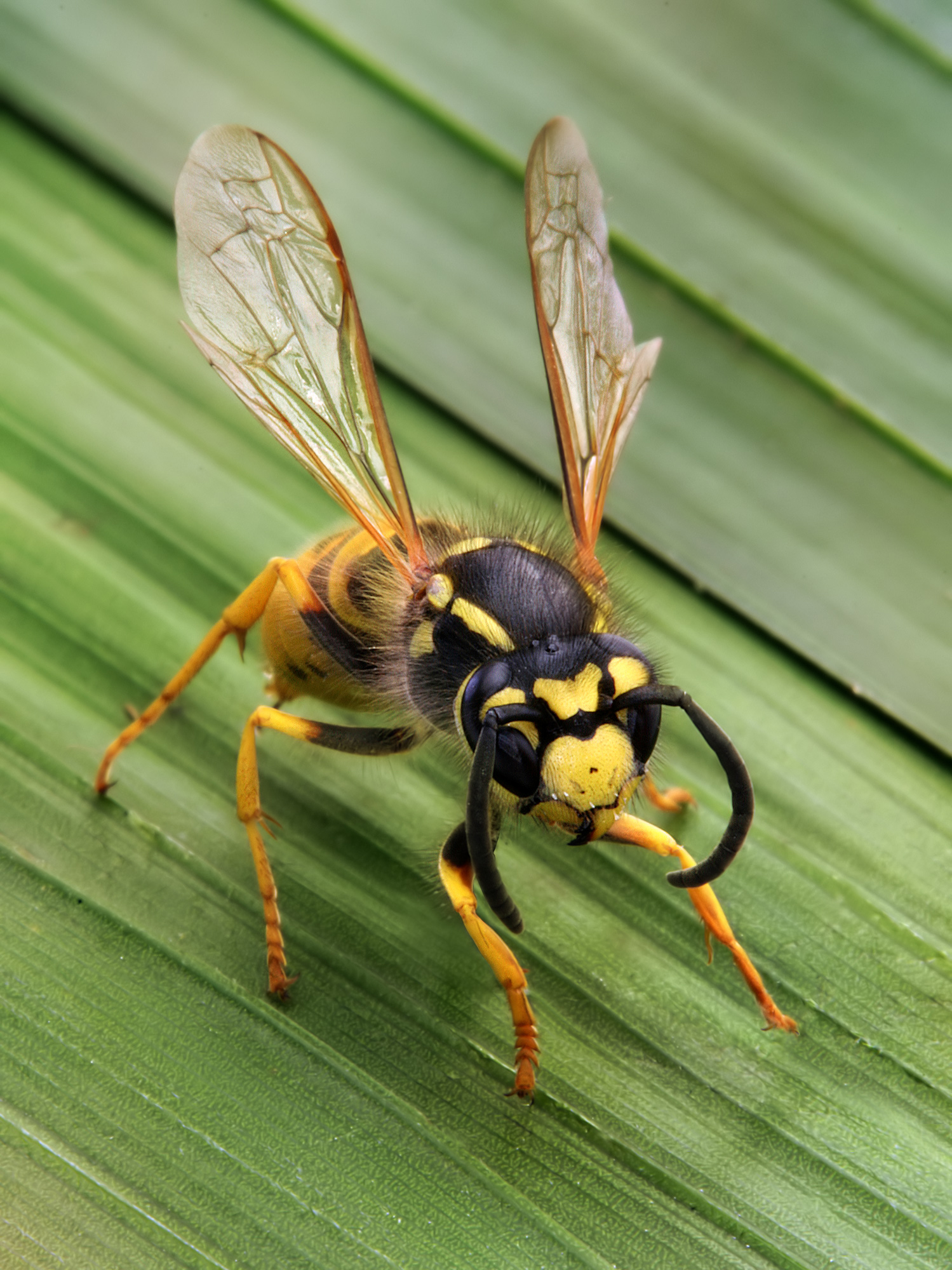 Vespula_germanica_Richard_Bartz.jpg