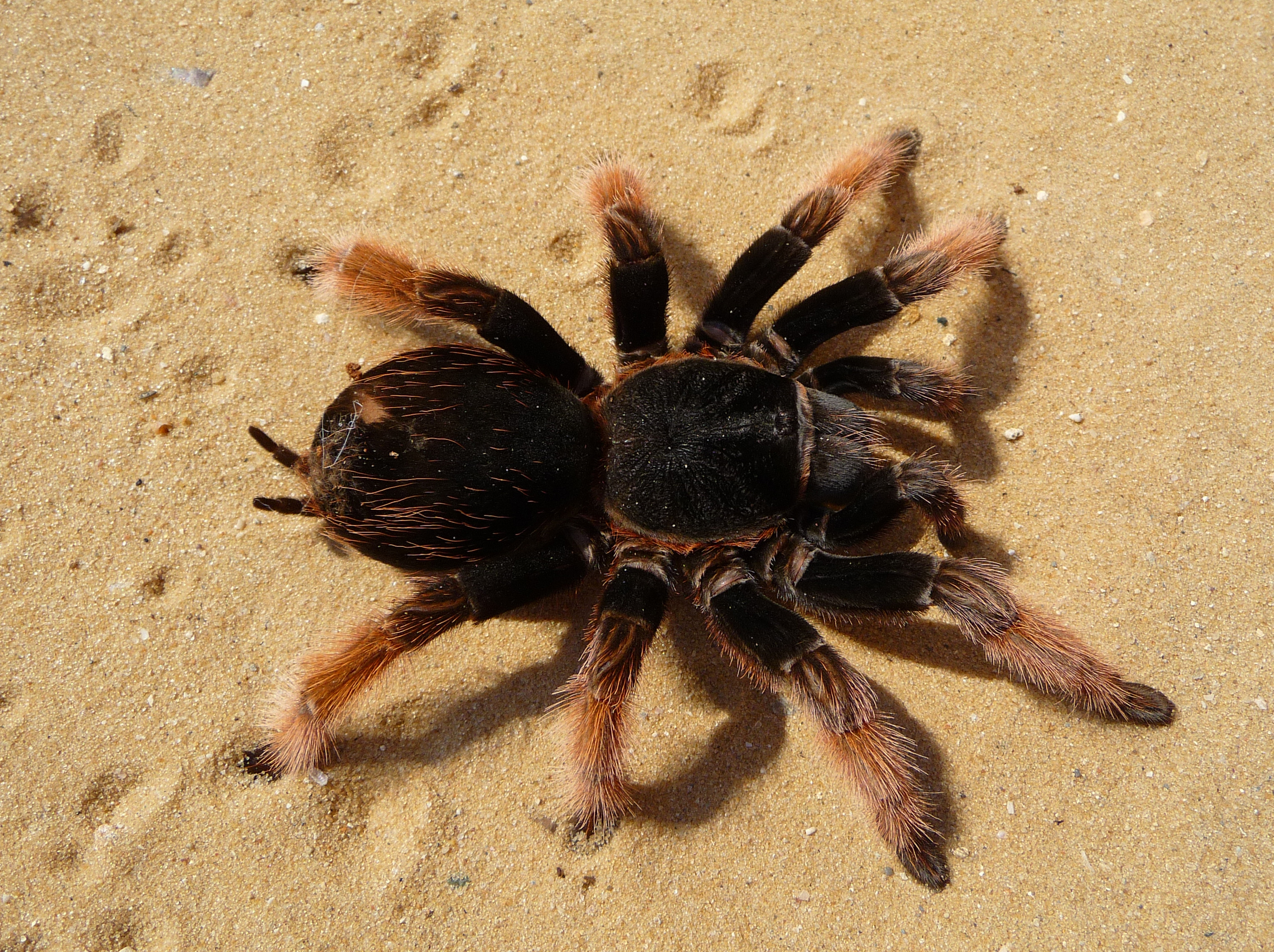 Brachypelma_klaasi_2009_G01_cropped.jpg