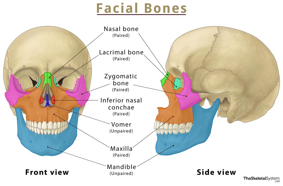 Facial-Bones-Labeled.jpg