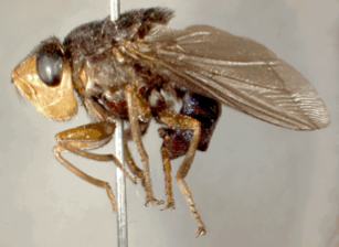 D._hominis_adult_female.png