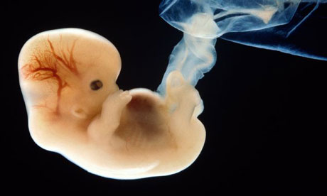 embryoblue_2.jpg