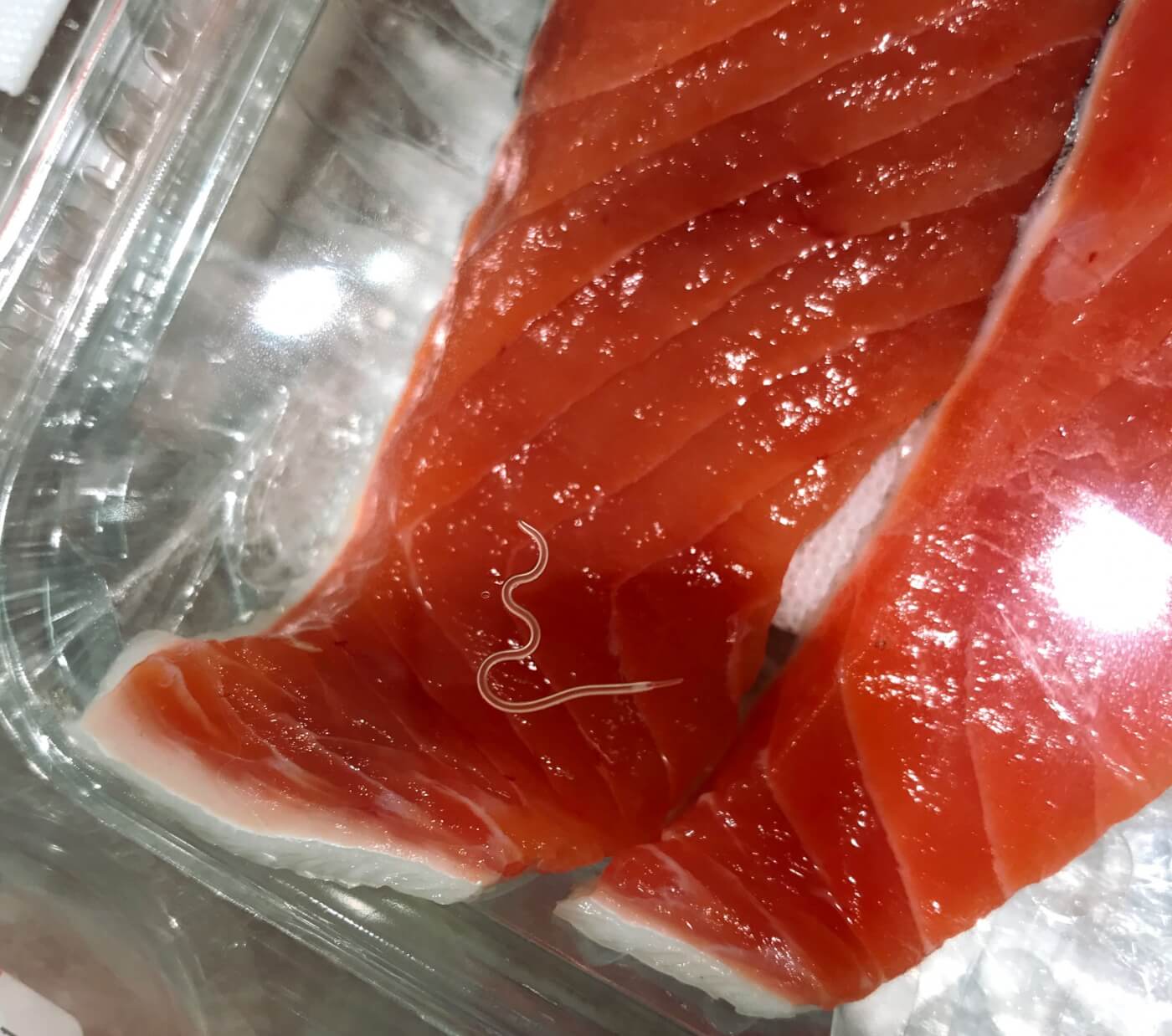 Parasites and Worms in Salmon and Other Fish | PETA